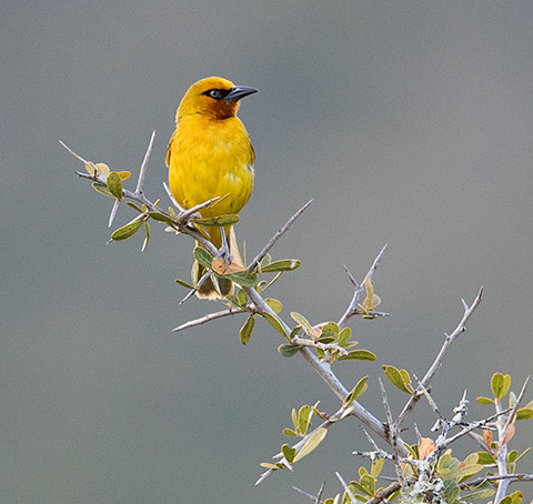 Spectacled Weaver